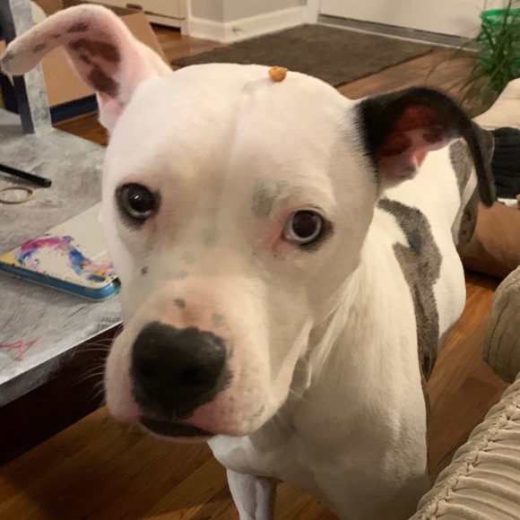 doggurl103